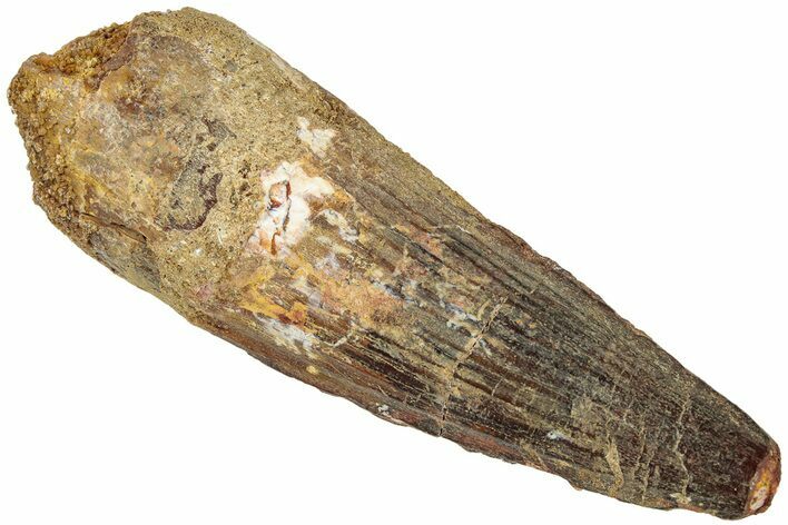 Fossil Spinosaurus Tooth - Real Dinosaur Tooth #311776